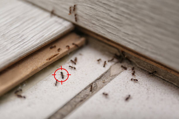 Best Termite Control Services  in June Park, FL