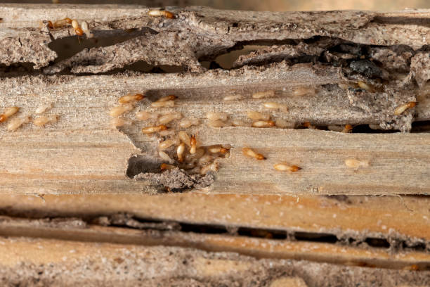 Spider Control Near Me in June Park, FL